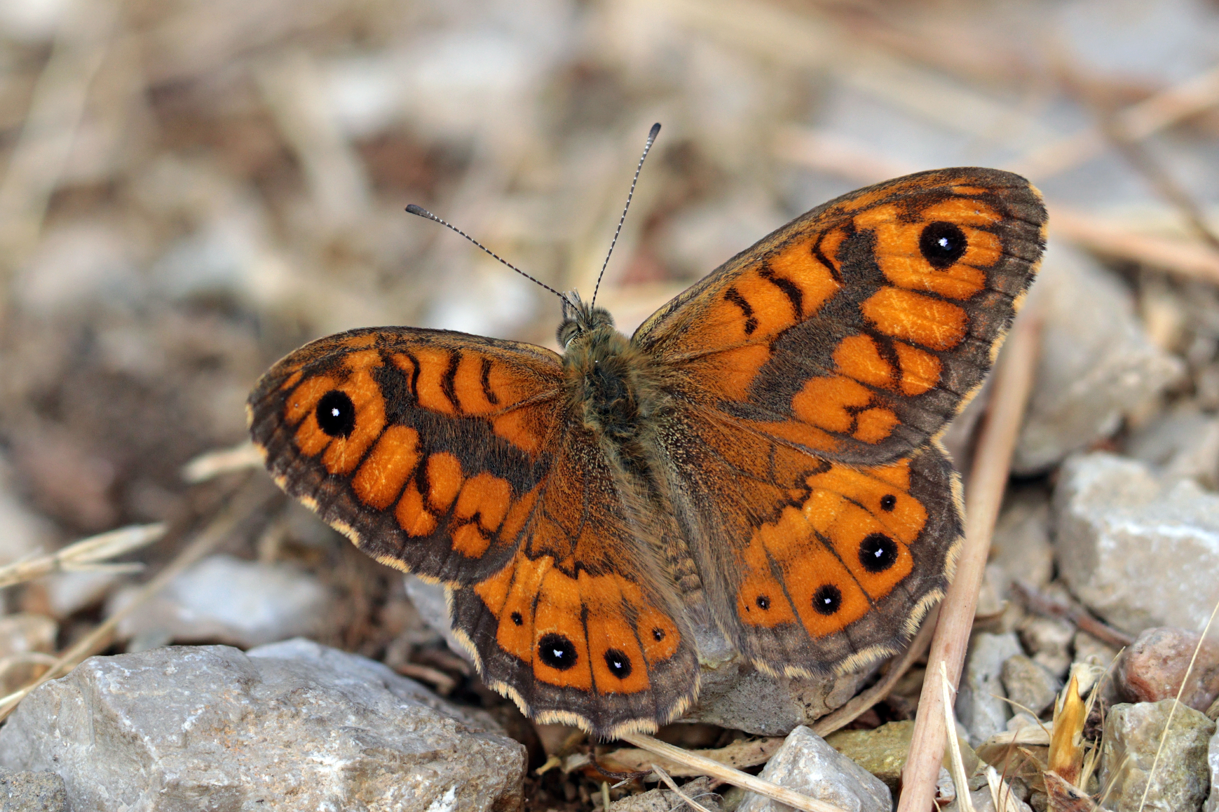 Lasiommata megera